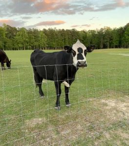 Friendly Cow | Wild Rock Farm