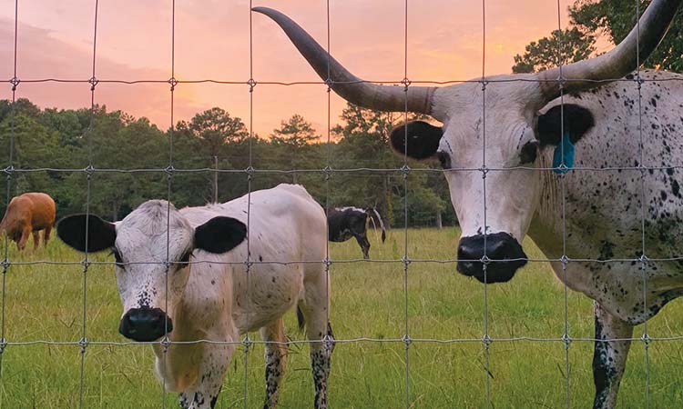 Longhorn Bulls | Farm at Wild Rock Farm